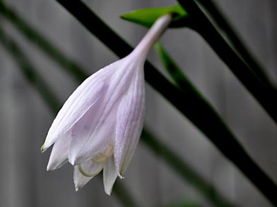 Hosta Flowers, www.weknowstuff.us.com