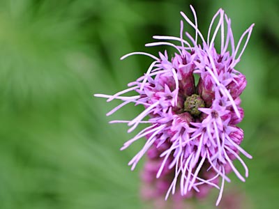 Liatris spicata, Blazing Star, www.weknowstuff.us.com