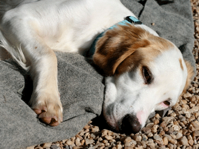 National Adopt-A-Dog Month: Another Chance for English Setters