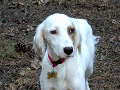 National Adopt-A-Dog Month: Another Chance for English Setters