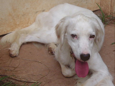 National Adopt-A-Dog Month: Another Chance for English Setters