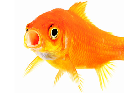 https://www.weknowstuff.us.com Curious Critters