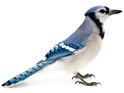https://www.weknowstuff.us.com Curious Critters