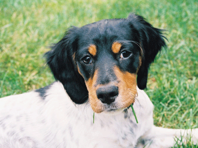 National Adopt-A-Dog Month: Another Chance for English Setters