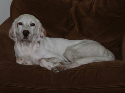 National Adopt-A-Dog Month: Another Chance for English Setters