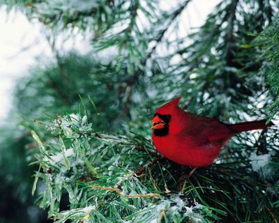 BirdCardinalSnow, GeekPhilosopher: Instant download of free stock photos, images, backgrounds, and desktop wallpapers. Pictures can be used for personal and commercial web sites.