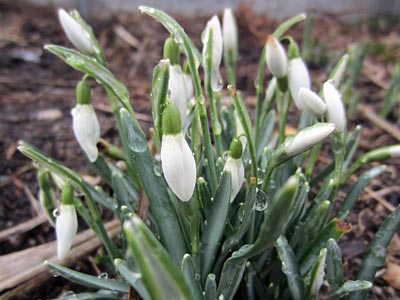 https://www.weknowstuff.us.com Photo Fridays bulbs