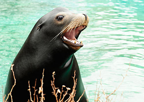 California Sea Lion, Courtesy Julie Larsen Maher of © WCS