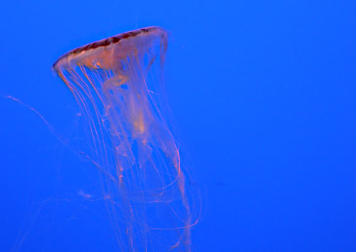 Jellyfish, Courtesy of Denine Anderson-Regan of We Know Stuff