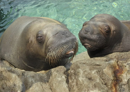 Pacific Walrus, Courtesy Julie Larsen Maher of © WCS