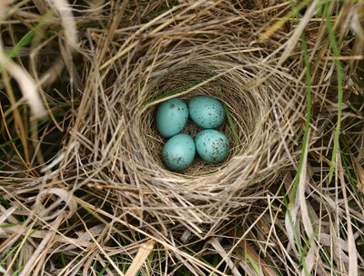 Eggs-sparrow-nest, GeekPhilosopher: Instant download of free stock photos, images, backgrounds, and desktop wallpapers. Pictures can be used for personal and commercial web sites.