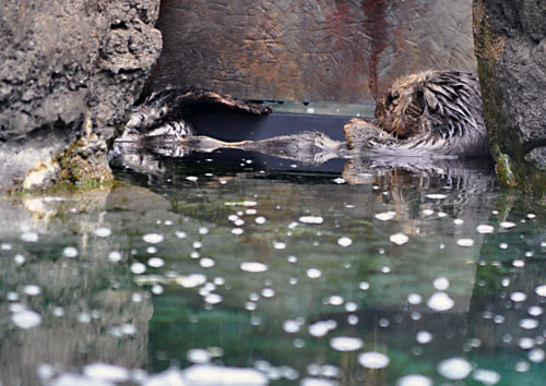 I Spy A Sea Lion, Do You? Courtesy of Denine Anderson-Regan of We Know Stuff