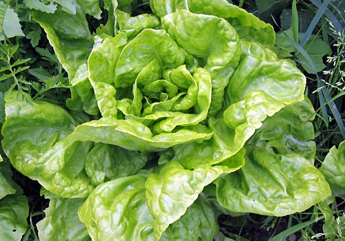 stock.xchng Christa Richert Lettuce