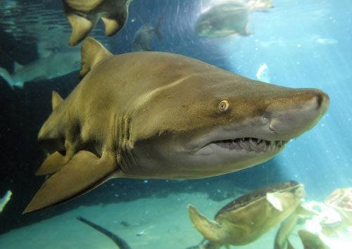 Sand Tiger Shark, Courtesy Julie Larsen Maher of © WCS