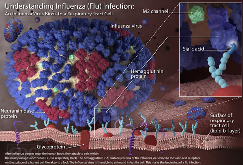 Understanding Influenza (Flu) Infection: An Influenza Virus Binds to a Respiratory Tract Cell