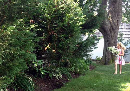 https://www.weknowstuff.us.com Gardening With Kids - Arranging Hydrangeas